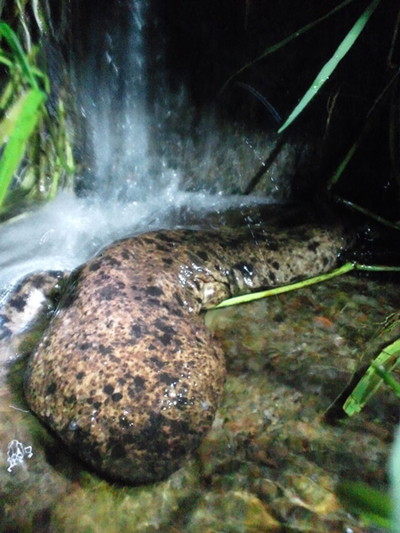 「オオサンショウウオ日和」